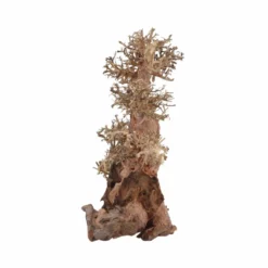 XXL Bonsai Baum Nr.13049 Wurzel Holz Aquarium Deko Aquascaping 7 XXL Bonsai Baum Nr.13049 Wurzel Holz Aquarium Deko Aquascaping -Haus Dekoration Verkaufsgeschäft XXL Bonsai Baum Nr 13048 Wurzel Holz Aquarium Deko Aquascaping 13049 4 29700