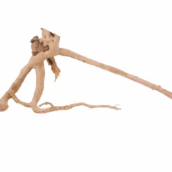 XL Moorkienwurzel Nr.2344 Holz Deko Aquascaping