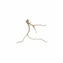 XL Moorkienwurzel Nr.5694 Holz Deko Aquascaping -Haus Dekoration Verkaufsgeschäft XXL Moorkienwurzel Nr 5693 Fingerwurzel Echtholz Deko Aquascaping 5694 2 29033