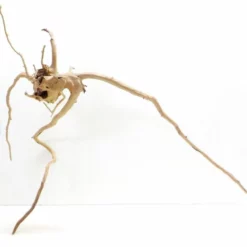 XXL Moorkienwurzel Nr.7333 Holz Deko Aquascaping -Haus Dekoration Verkaufsgeschäft XXXL Moorkienwurzel Masse 102x32x52 Nr 7332 7333 2