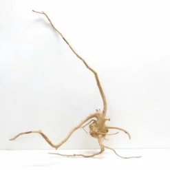 XXL Moorkienwurzel Nr.7333 Holz Deko Aquascaping -Haus Dekoration Verkaufsgeschäft XXXL Moorkienwurzel Masse 102x32x52 Nr 7332 7333 3