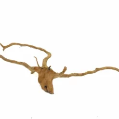 XXL Moorkienwurzel Nr.9466 Holz Deko Aquascaping -Haus Dekoration Verkaufsgeschäft XXXL Moorkienwurzel Nr 9465 Holz Deko Aquascaping 9466 3 22694