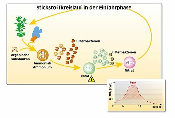Sera Nitrit Minus 5000 Ml Süßwasser Wasserwerte 2 Sera Nitrit Minus 5000 Ml Süßwasser Wasserwerte – Bild 2